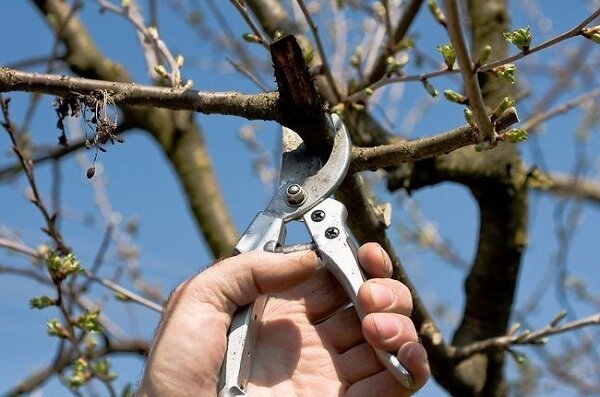 Hvorfor og hvordan man kan skære et æbletræ