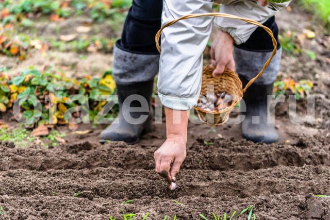 Plantning af vinteren hvidløg. Illustration til en artikel bruges til en standard licens © ofazende.ru