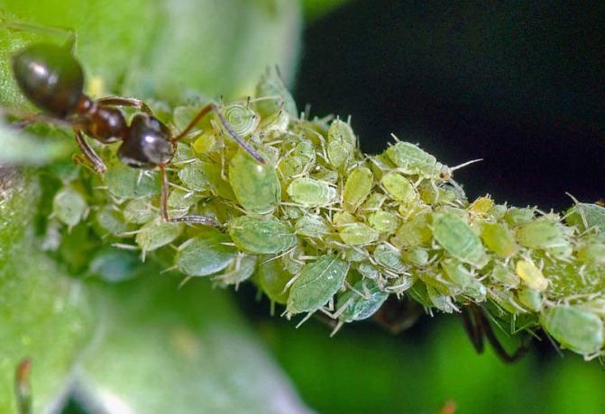 Hvordan at slippe af med bladlus og myrer på træerne på samme tid