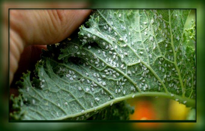 Hvordan til nemt at slippe af mellus på tomater og agurker, folkemusik måder, uden brug af kemikalier