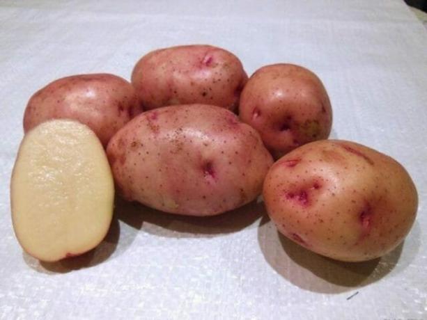7 bedste kartoffelsorter
