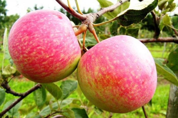 Forbered æble til den næste sæson. Hvordan kan man øge næste års høst med 1,5 gange