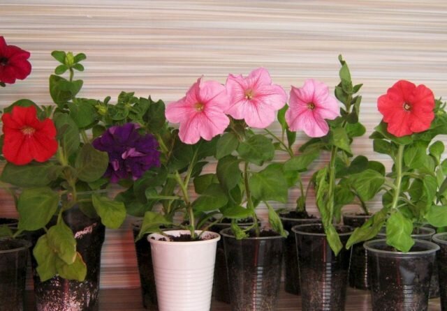 Du ønsker at petunia blomstre så tidligt som muligt? Plant frøplanter i februar!