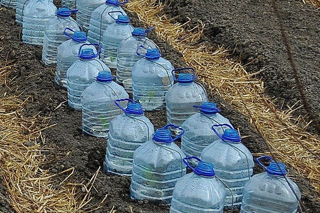 Fotos af 5-liters flasker nyttige i haven