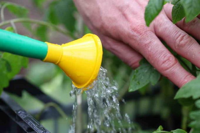 Hvordan til at vande tomaterne?