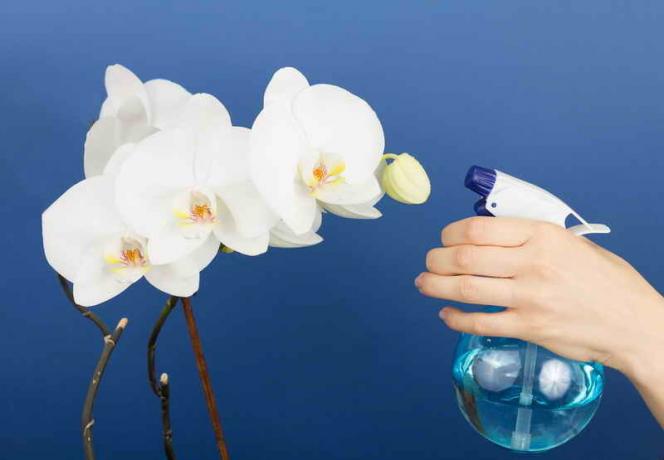 Vanding orkideer. Illustration til en artikel bruges til en standard licens © ofazende.ru