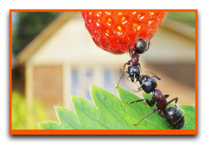 Myrer spise jordbær