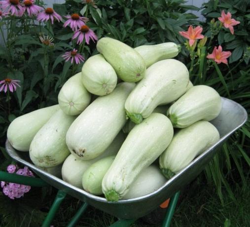 Hvad skal man plante i landet, nye sorter af squash. hybrider zucchini