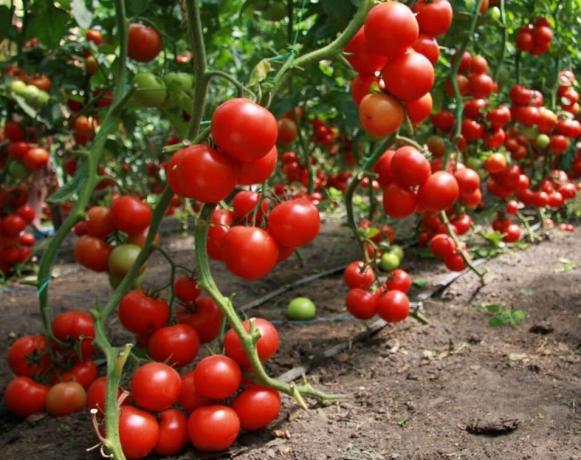 Sådan får du en god høst af tomater