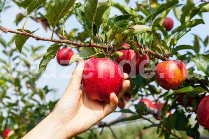 Æbletræer i haven. Illustration til en artikel bruges til en standard licens © ofazende.ru