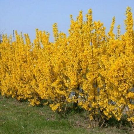 Forsythia mellemliggende