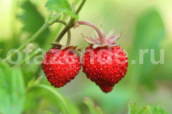 Voksende jordbær. Illustration til en artikel bruges til en standard licens © ofazende.ru