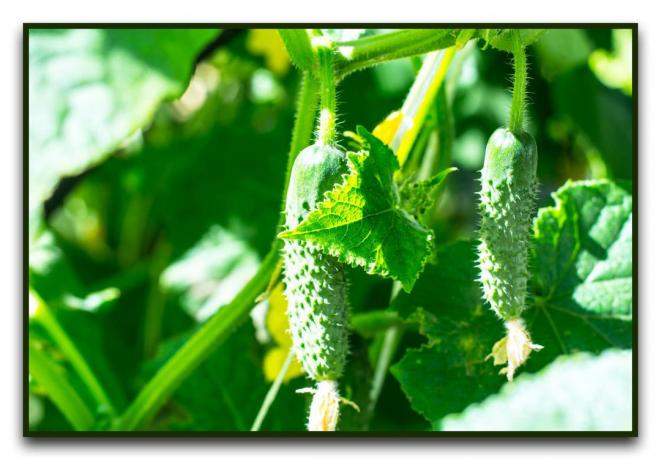 Mest produktive sorter af agurker til at vokse i et drivhus og åbent felt på 2019-2020 år