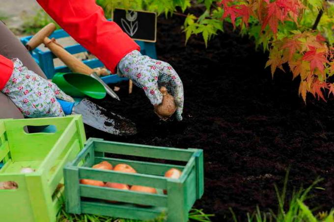 Fordele ved efteråret plantning løg