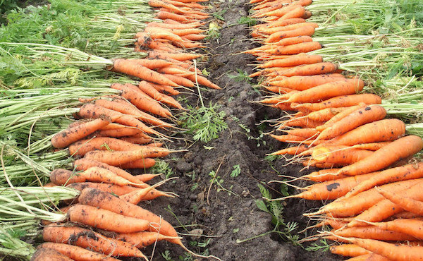 Sådan holder friske gulerødder hele vinteren: 5 hemmeligheder