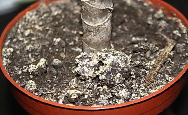 Hvid svamp i urtepotter: hvor gør, og hvordan man kan slippe