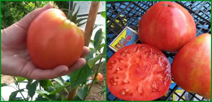 5 Bedste ydende og produktive sorter af tomater til at vokse i drivhuset og på åben mark for 2020