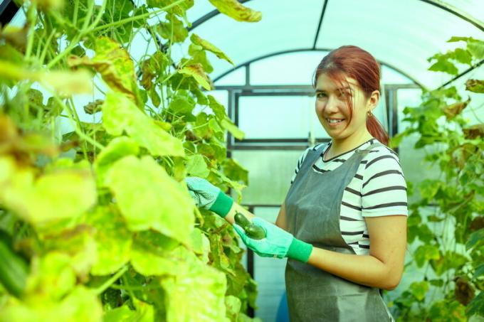 Hvilken slags agurk plante næste forår