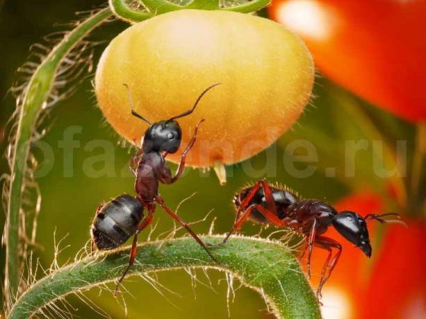 At komme af med myrer. Illustration til en artikel bruges til en standard licens © ofazende.ru