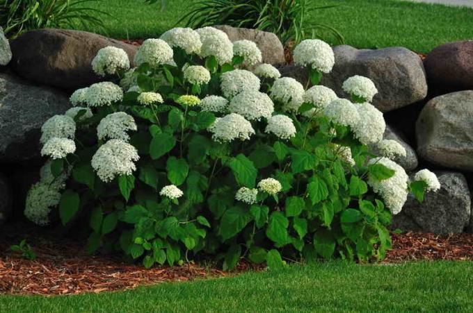 Formeret hortensia: 7 Secrets til succes