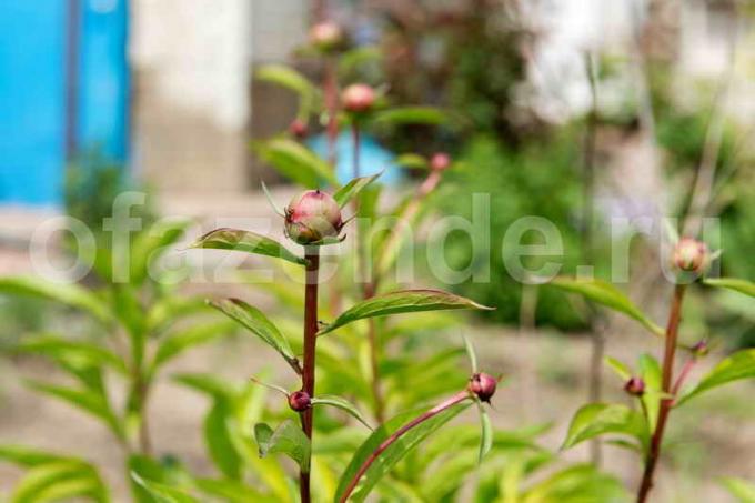 Dårlige blomstrende pæoner - grundlæggende fejl pleje