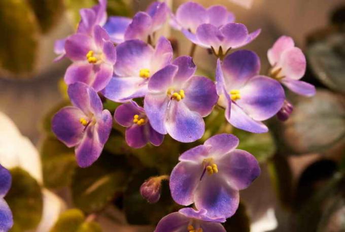 Blomstrende violer. Illustration til en artikel bruges til en standard licens © ofazende.ru