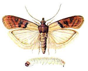 Et farligt skadedyr er mølen (mølle) og dens larve.