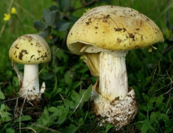 10 slags giftige svampe, der er bedst efterladt i skoven