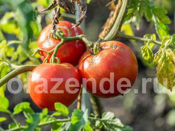 Tomater knække. Illustration til en artikel bruges til en standard licens © ofazende.ru