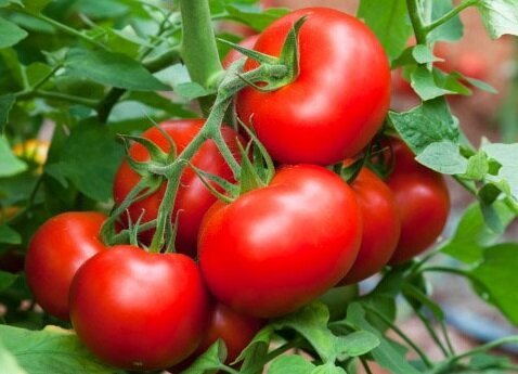 Effektive måder at hjælpe vokse søde tomater