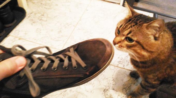Accept af sko min kat.