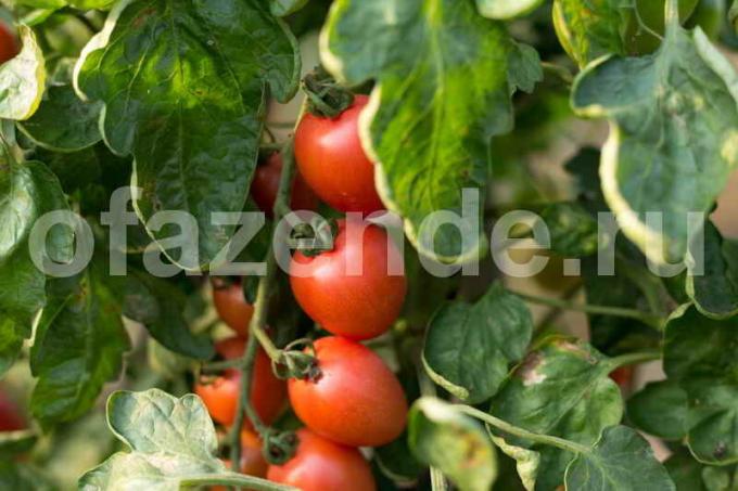 Voksende tomater i drivhuset. Illustration til en artikel bruges til en standard licens © ofazende.ru