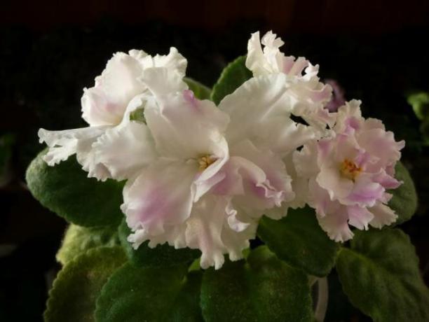 Fire bedste fodring til blomstrende violer hætte