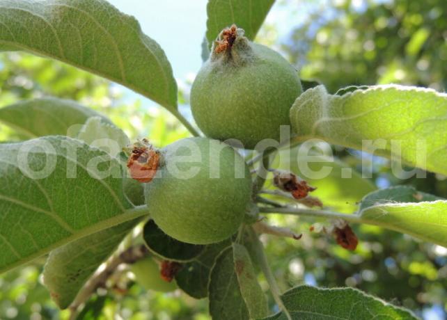 Apple crumble - Foder træet