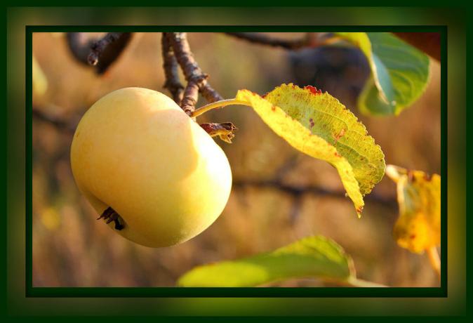 Obligatorisk pleje af æbletræet, i september og oktober: kun 4 trin til en stor høst, der skal gøres nu