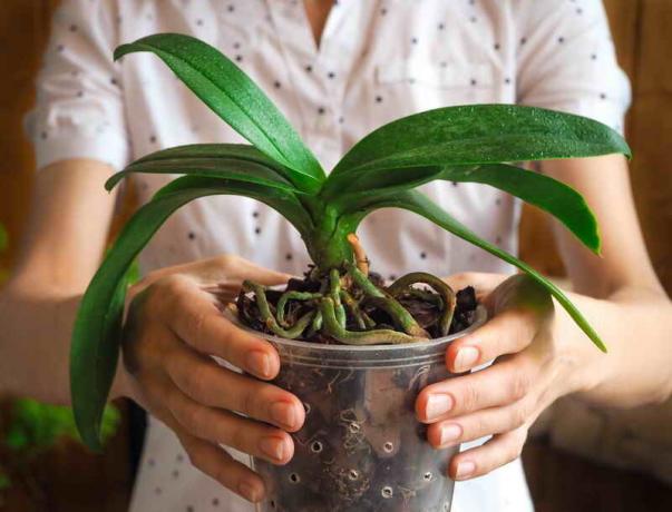 Hvorfor orkidé rødder er tørre, og kigge ud af potten? Et signal om, at det er tid til at gribe ind