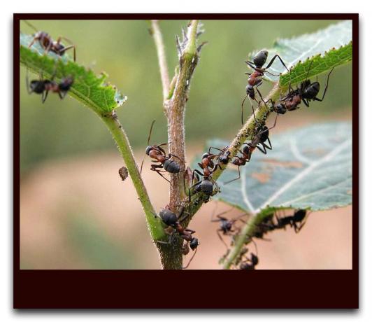 Myrer beskytter bladlus