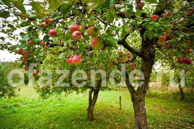 Pleje af æbletræer. Illustration til en artikel bruges til en standard licens © ofazende.ru