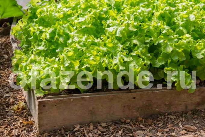 Hvordan til at plante en salat i det åbne land frø