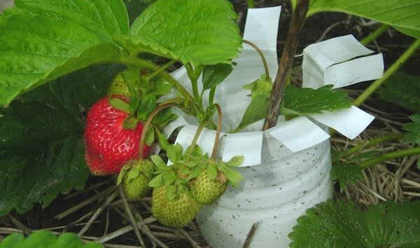 Lav en sikkerhedskopi af jordbær fra skrot: 4 ideer