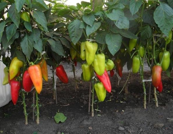 8 Tips til fremragende afgrøde af peber