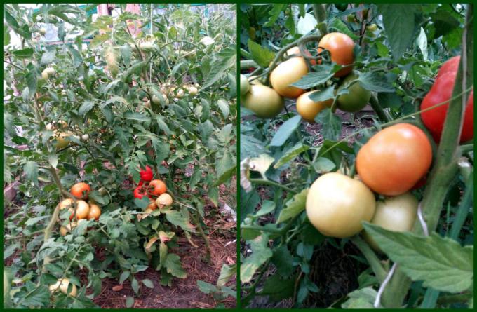 Hvordan får jeg gode tomater bundet hurtigt og rødmede. Høsten vil være en masse!