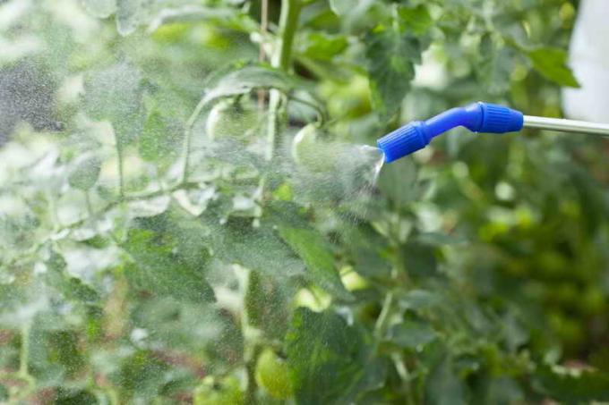 Sådan fodrer tomaterne på åben mark