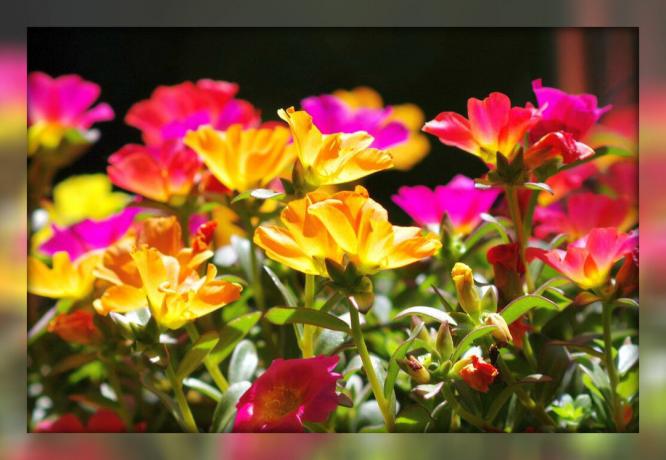 Portulak dekorativt - en storslået blomstrende tæppe til din have og blomsterbede