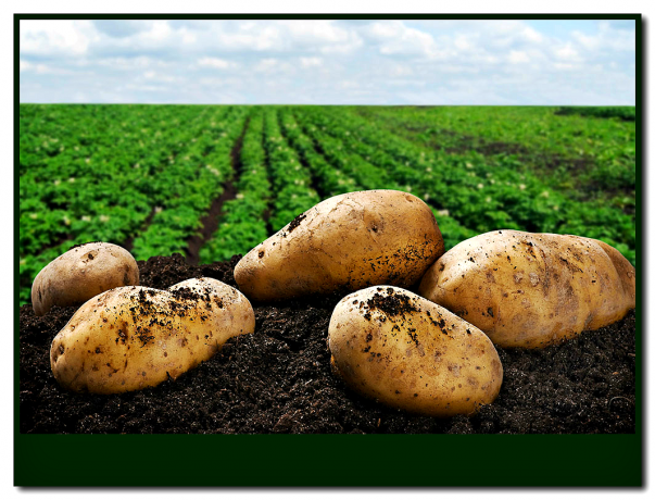 Settle på de 3 hviderussiske kartoffelsorter! Du vil ikke fortryde! 👍
