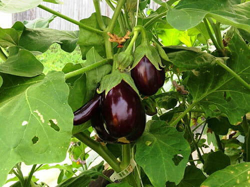 Mulige fejl i dyrkning af aubergine
