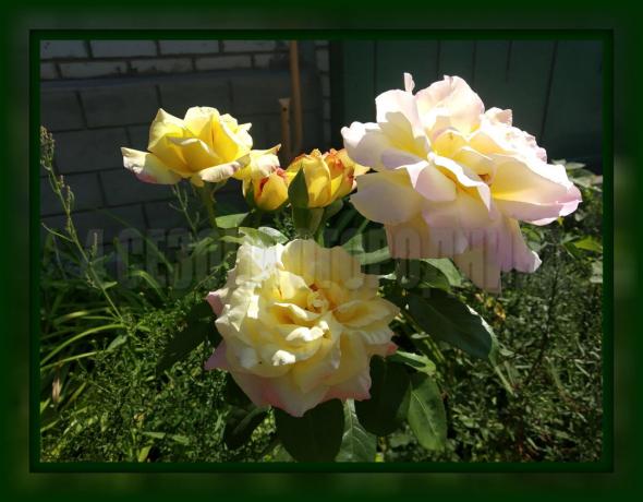 4 enkle regler transplantere roser i efteråret, som det er nødvendigt at observere, hvis du ønsker en luksus busk