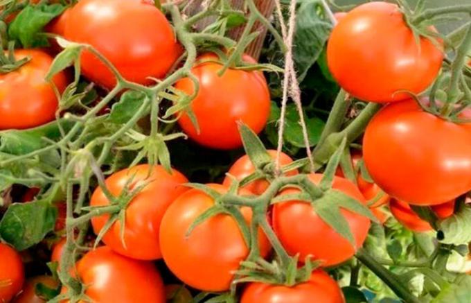 Tomat sorter Alpha lifehack.sait-pro-dachu.ru