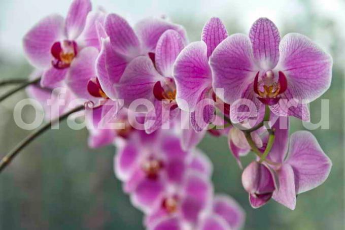 Voksende orkideer. Illustration til en artikel bruges til en standard licens © ofazende.ru