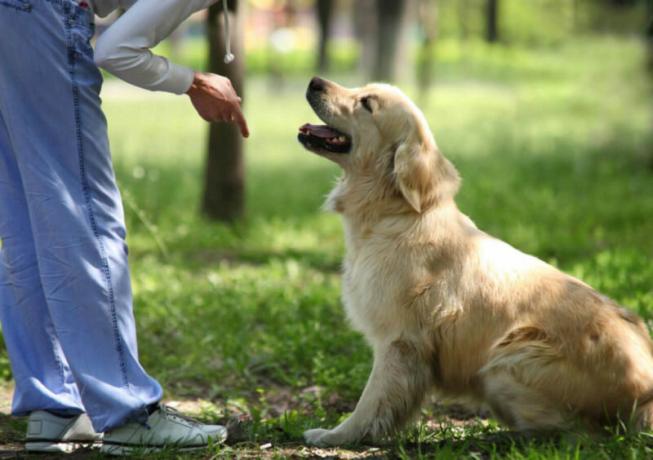 Hund til private hjem: hvad yngler at vælge?